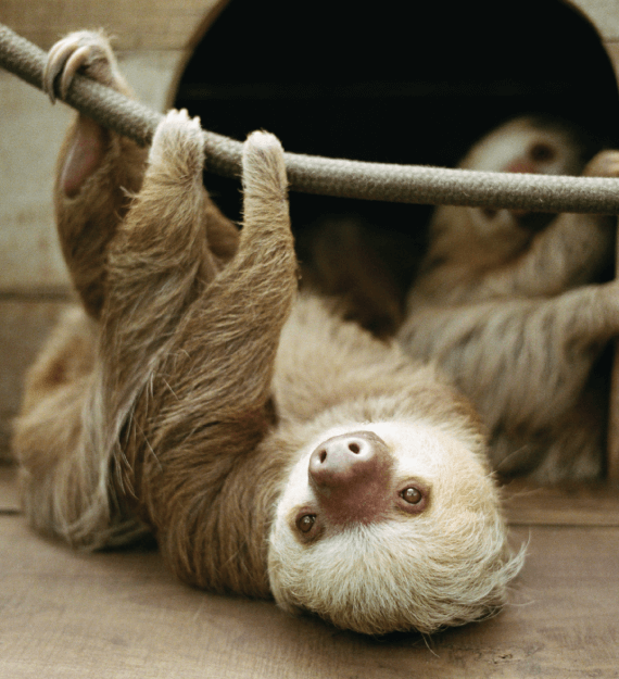 מרכז ההצלה ליגוארים (Jaguar Rescue Center)