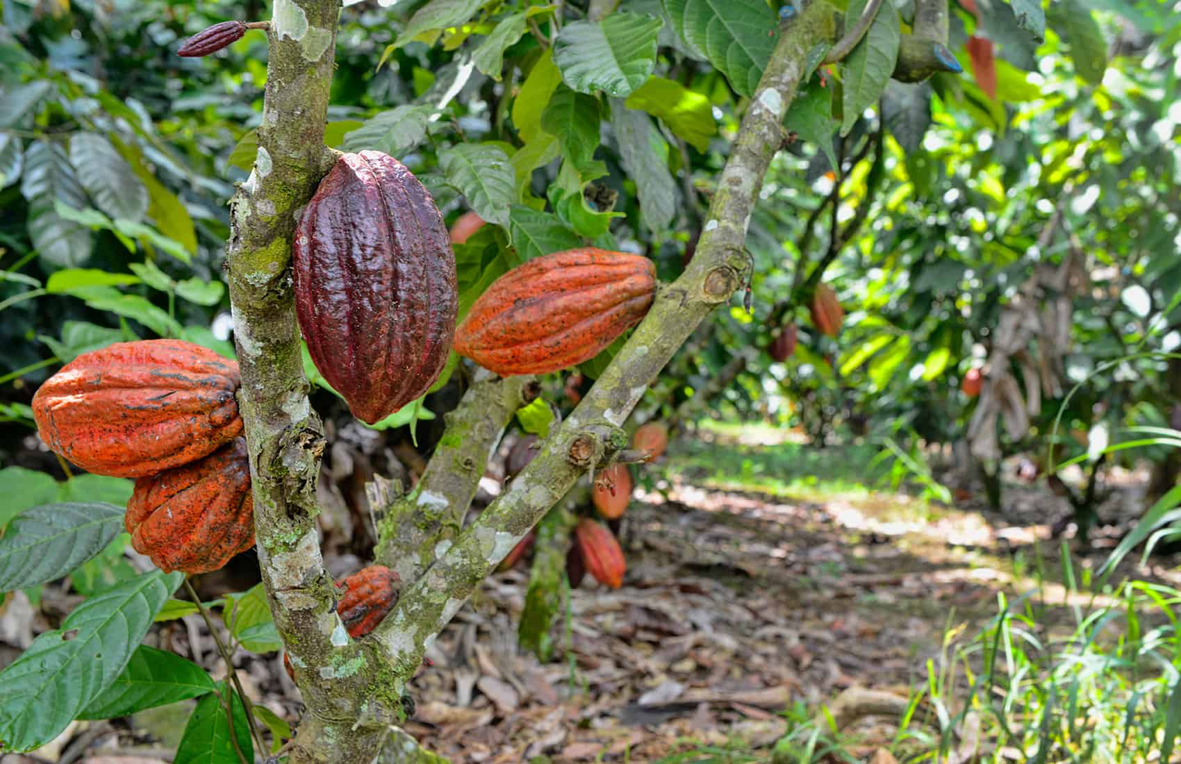 מוזיאון הקקאו (Cacao Trails)